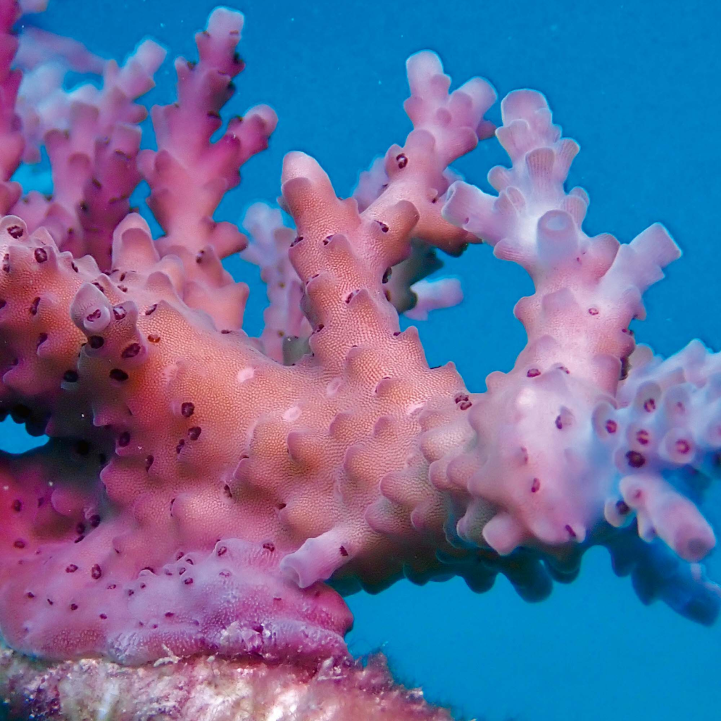 Terumbu karang di Great Barrier ReefÂ